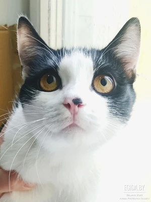 Котёнок в дар
