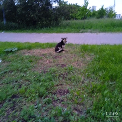 Собака в поле! Нужна помощь! Сос! Передержка или дом, в дар!