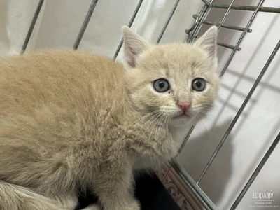Котята