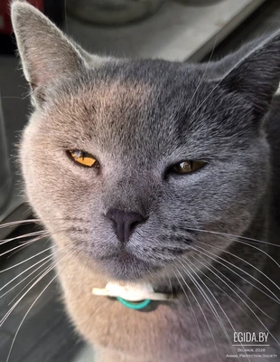 Вы видели этого котика?