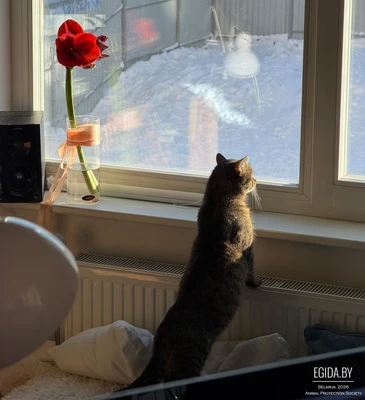 Кот Маркус ищет дом