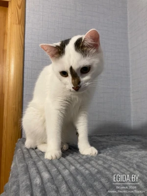 Кошка красавица ищет любящий Дом!
