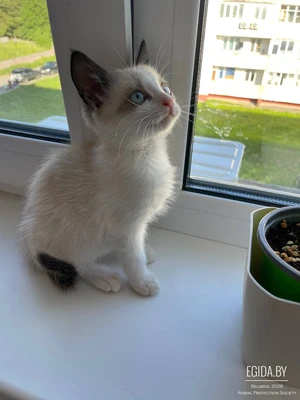 котенок Шухер