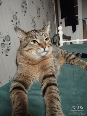 кошка Малява ищет дом!