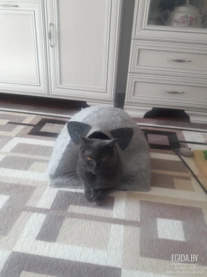 пропал кот