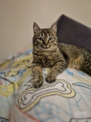 Кошечка в дар