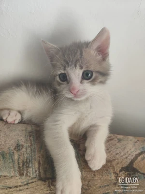 Котёнок Рэкс ищет свой дом и родителей!
