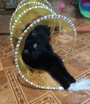 Котик в дар, срок - неделя