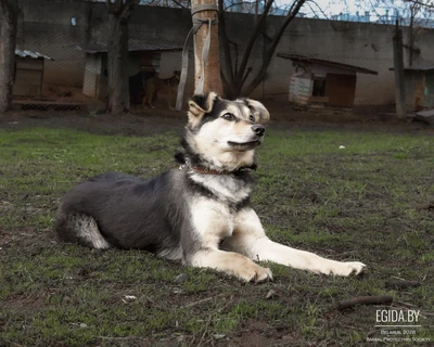 Мара