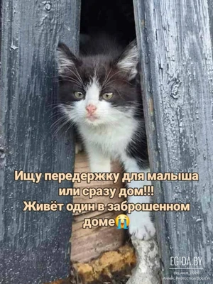 Котенок ищет спасительную передержку или сразу дом!