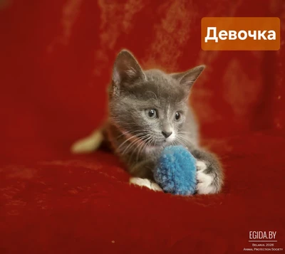 Малышка в дар