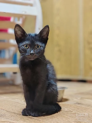 Котёнок Шамиль в добрые руки