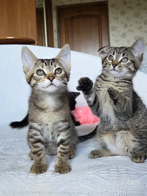 Ищете мегаласкового котёнка???