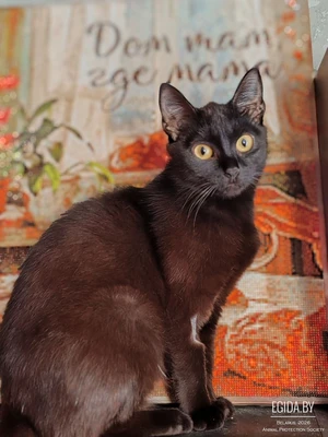 Милая кошечка Мариса ищет дом