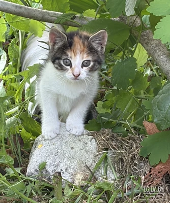 Кошечка в дар