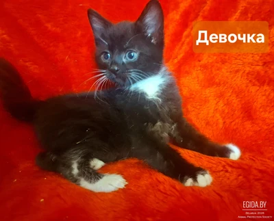 Девчонки в дар