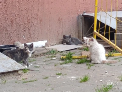 Котята ищут дом 🙏🙏🙏