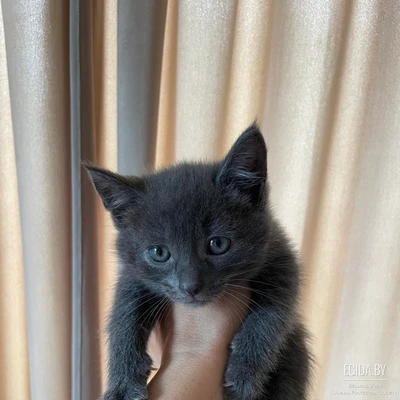 Ищет дом маленькая принцесса