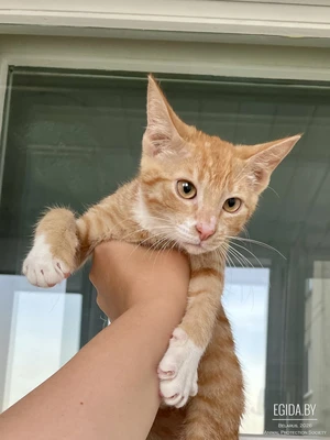 Котенок в дар
