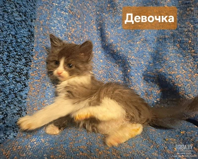 Малышка Глория ищет семью
