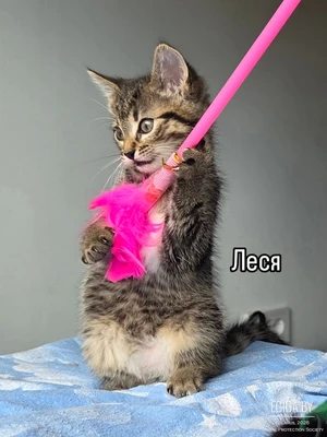 Ищете мегаласкового котёнка???