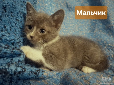 Мальчишки в дар