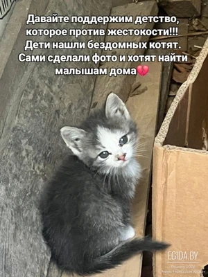 Поддержите доброе начинание детей - помогите найти дома котятам!