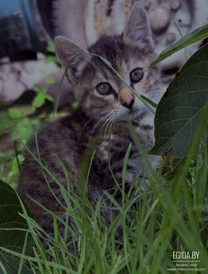 Кошечка в дар