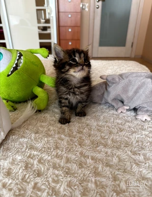 Котята в дар