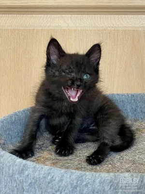 Котята в дар