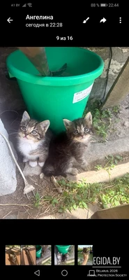 Котёнок в дар