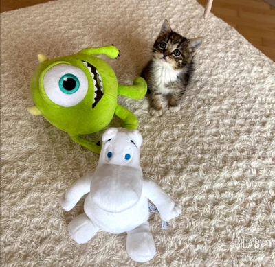 Котёнок в дар