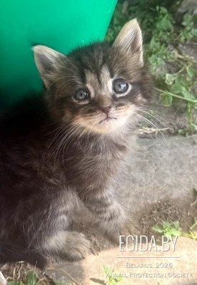Котёнок в дар