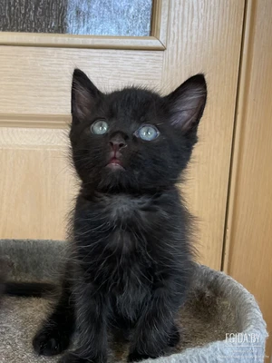 Котята в дар