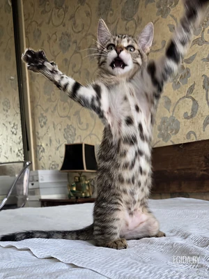 Ищете мегаласкового котёнка???