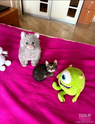 Котёнок в дар