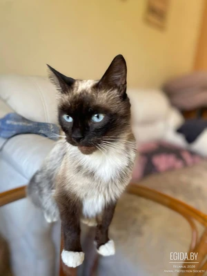 кошка Сима