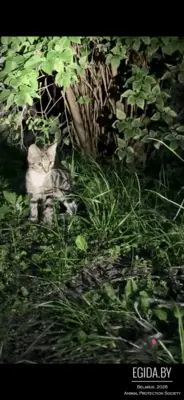 Котята в дар