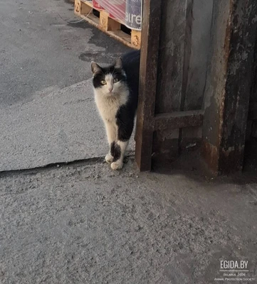 Отдам в дар
