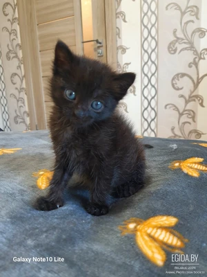 Котенок- девочка в дар