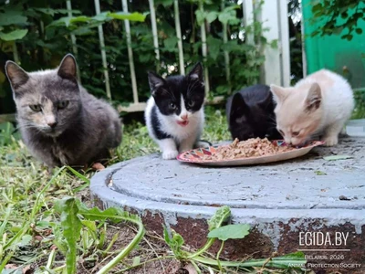 Котята ищут дом 🙏🙏🙏