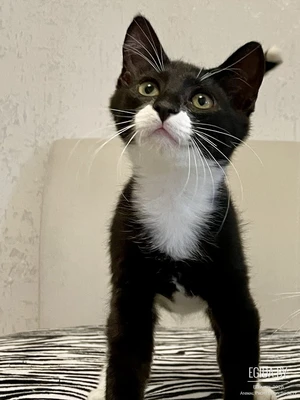 Котенок в дар