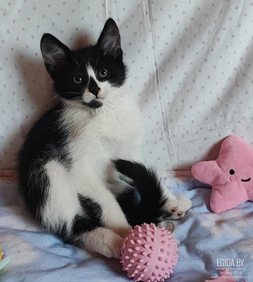 Котенок в добрые руки