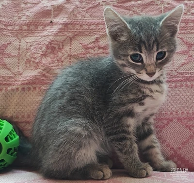 Котенок в добрые ручки