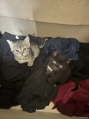 Срочно котята в дар