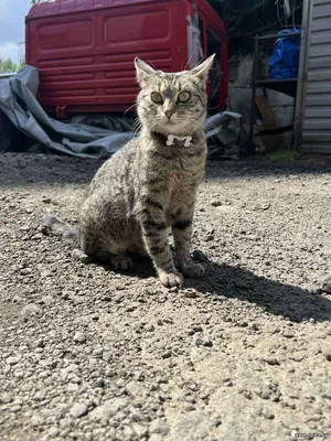 Срочно кошечка в дар