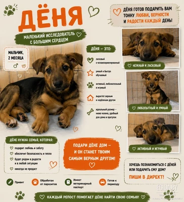 Дёня ищет дом