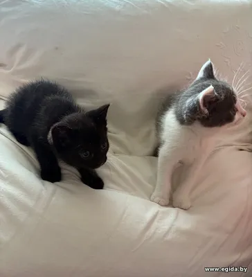 котята