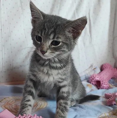 Котенок в добрые руки