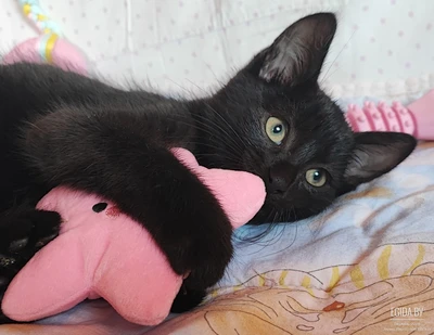 Котенок в добрые руки